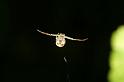 Misumena_vatia_D6071_Z_89_Les Gris_Frankrijk